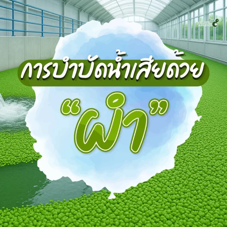 การบำบัดน้ำเสียด้วยผำ