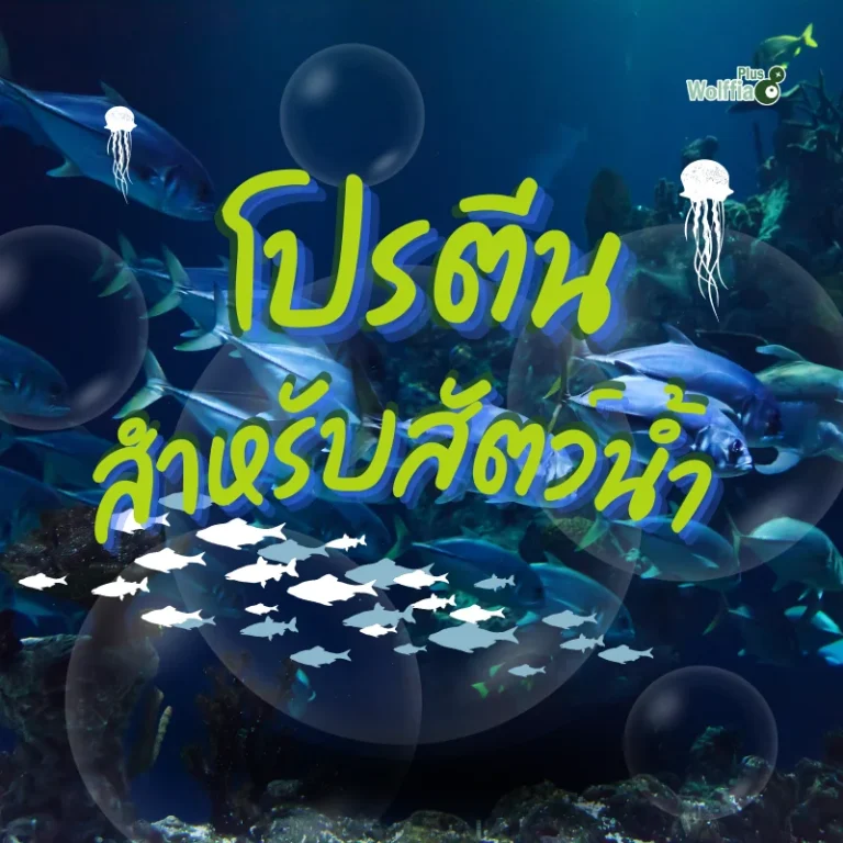 โปรตีนสำหรับสัตว์น้ำ