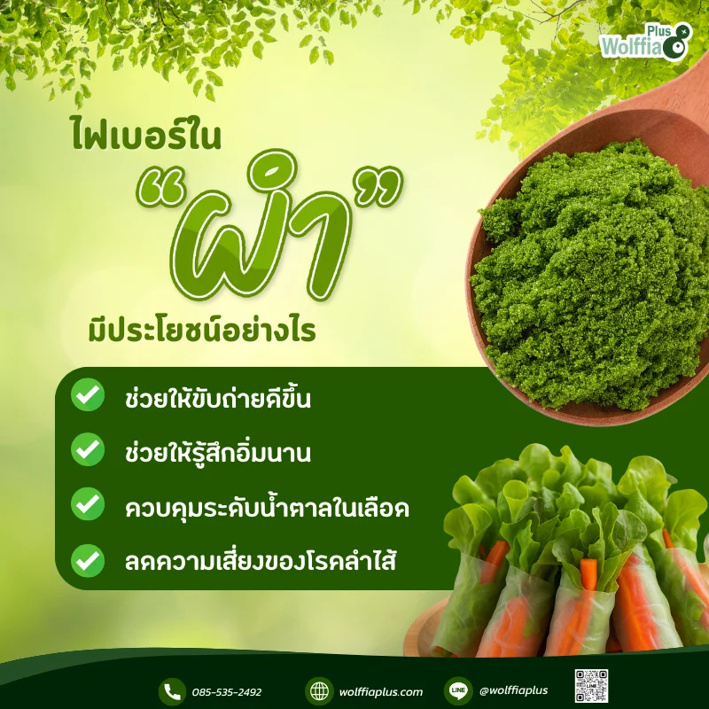 _ผำตัวจิ๋ว แต่ช่วยเรื่องขับถ่ายได้จริงไหม