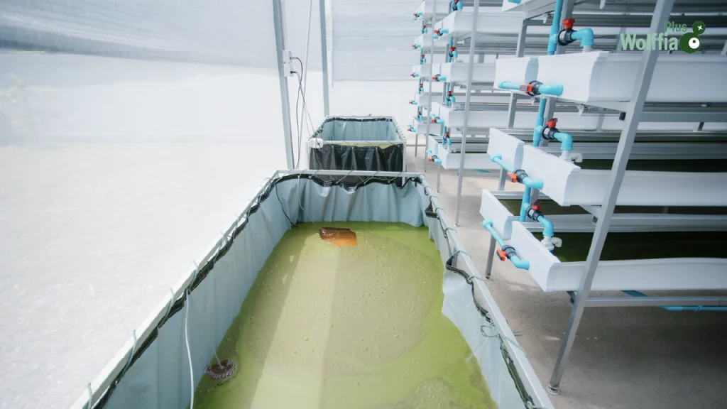 ระบบควบคุมพืชน้ำ