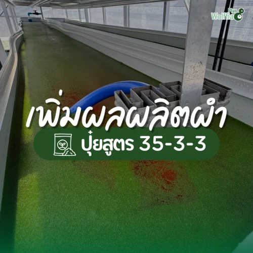 ปุ๋ยสูตร 35-3-3 กับการเพิ่มผลผลิตไข่ผำอย่างยั่งยืน