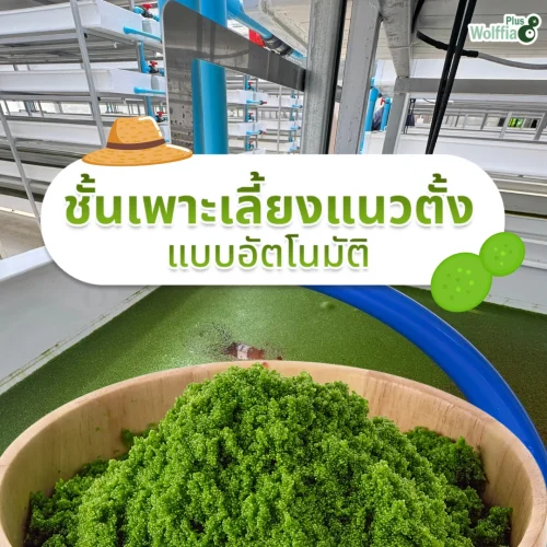 ชั้นเพาะเลี้ยงผำ