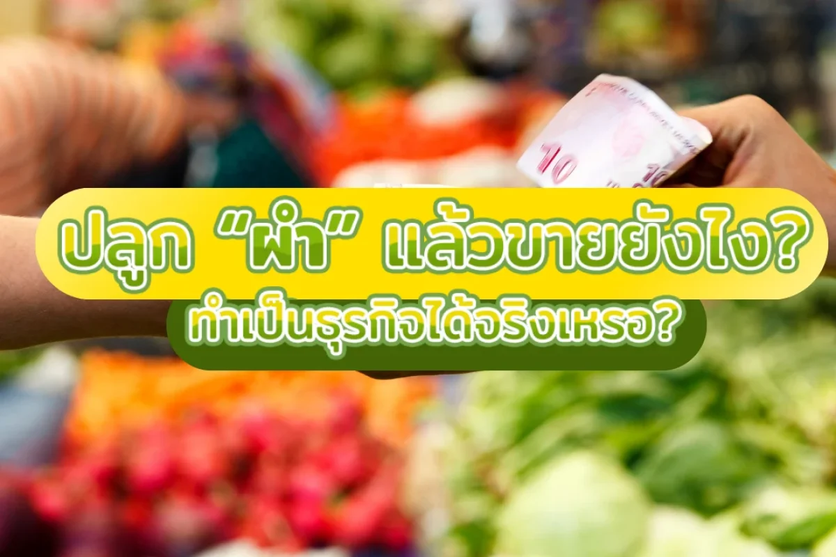 ปลูก “ผำ” แล้วขายยังไง