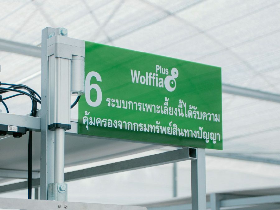 ป้ายแปลงปลูก Wolffia Plus ในโรงเรือน