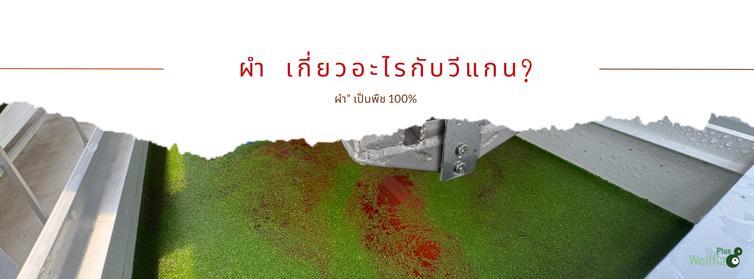  ผำ เกี่ยวอะไรกับวีแกน?