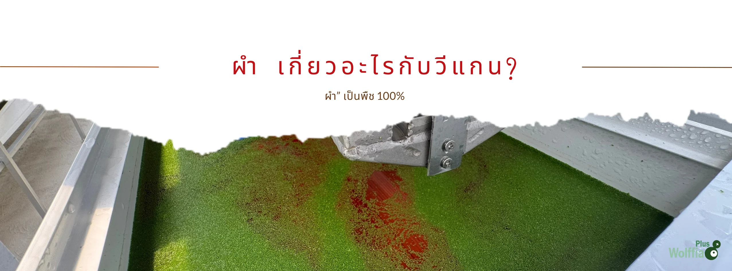 ผำ เกี่ยวอะไรกับวีแกน?