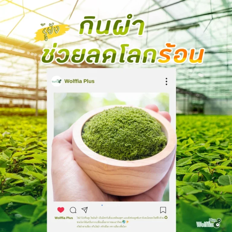 กินไข่ผำช่วยลดโลกร้อน