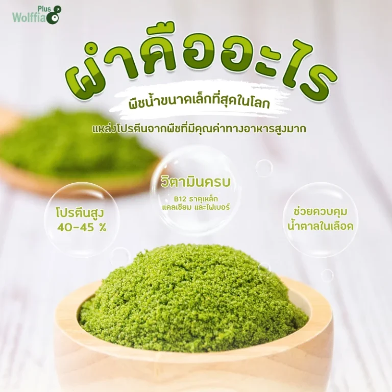 ไข่ผำ คืออะไร