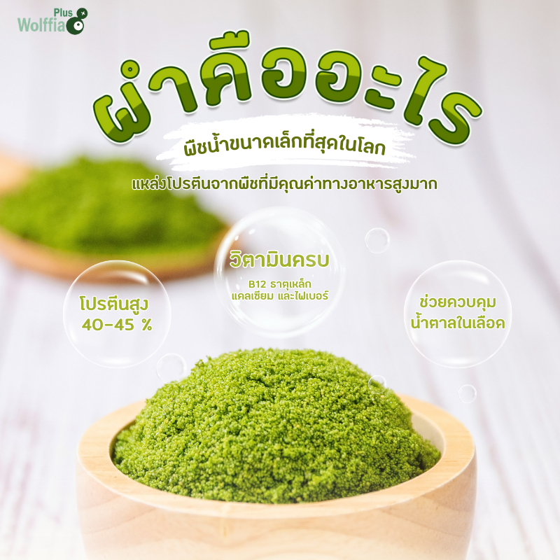 ไข่ผำ คืออะไร