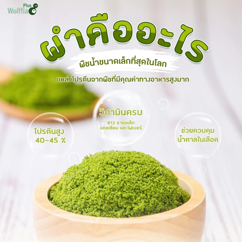 ไข่ผำ คืออะไร