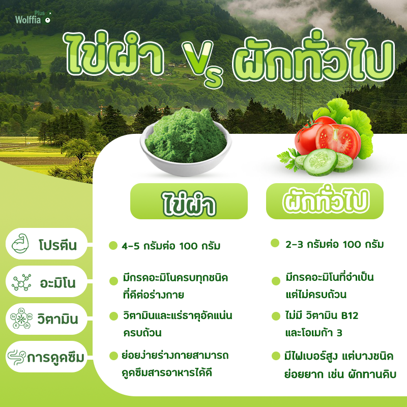 ไข่ผำvsผักทั่วไป