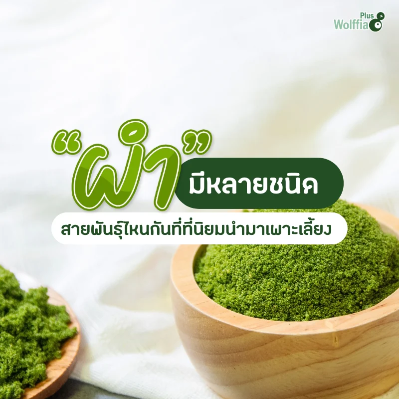 ผำมีกี่ชนิด