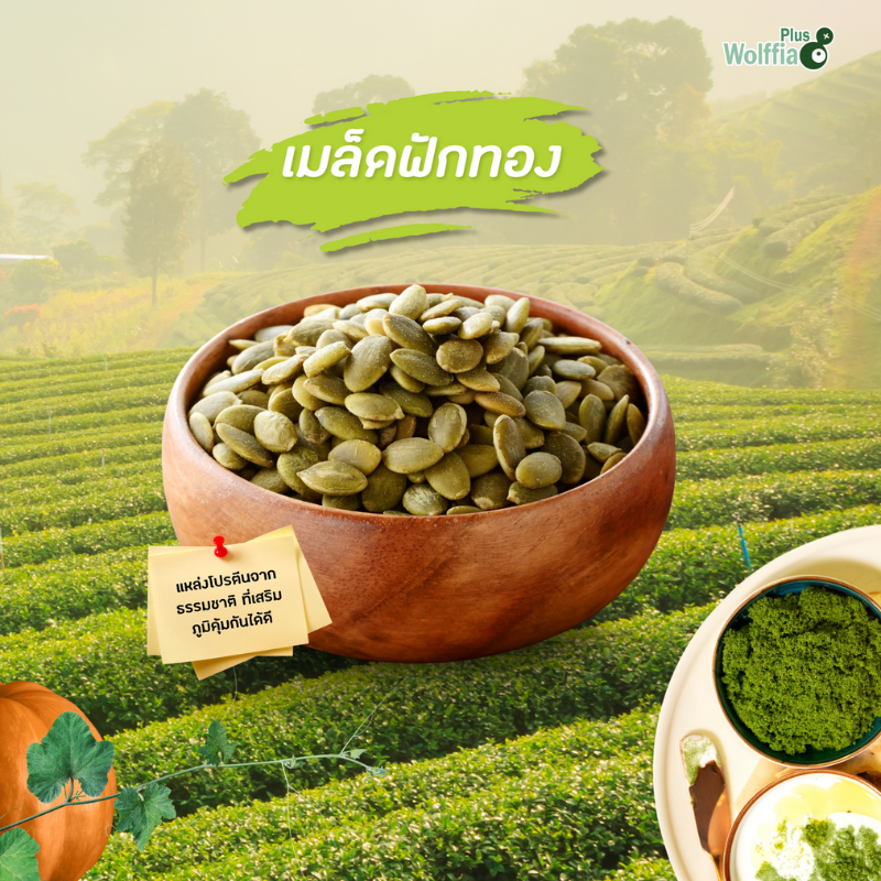 เมล็ดฟักทอง  ของว่างที่มากกว่าแค่เคี้ยวเพลิน