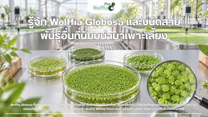 รู้จัก Wolffia Globosa และชนิดสายพันธุ์อื่นที่นิยมนำมาเพาะเลี้ยง