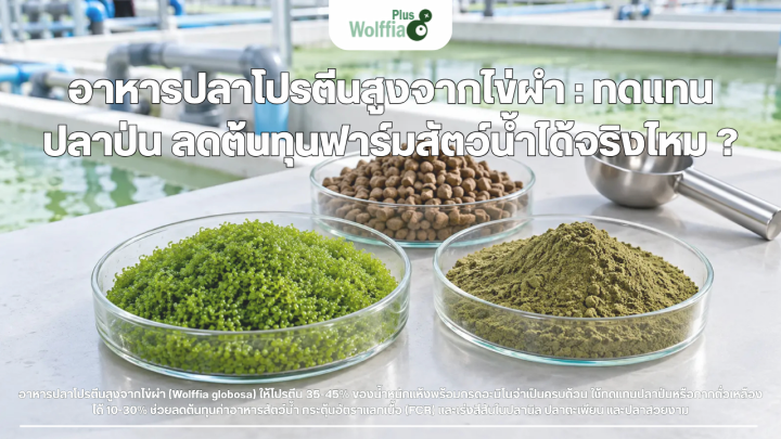อาหารปลาโปรตีนสูงจากไข่ผำ : ทดแทนปลาป่น ลดต้นทุนฟาร์มสัตว์น้ำได้จริงไหม ?