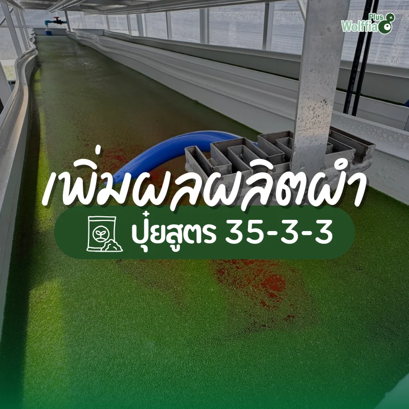 ปุ๋ยสูตร 35-3-3 กับการเพิ่มผลผลิตไข่ผำอย่างยั่งยืน