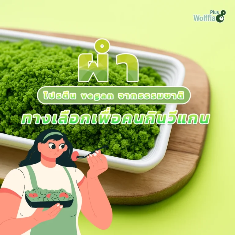 ผำ โปรตีน vegan จากธรรมชาติ ทางเลือกเพื่อคนกินวีแกน