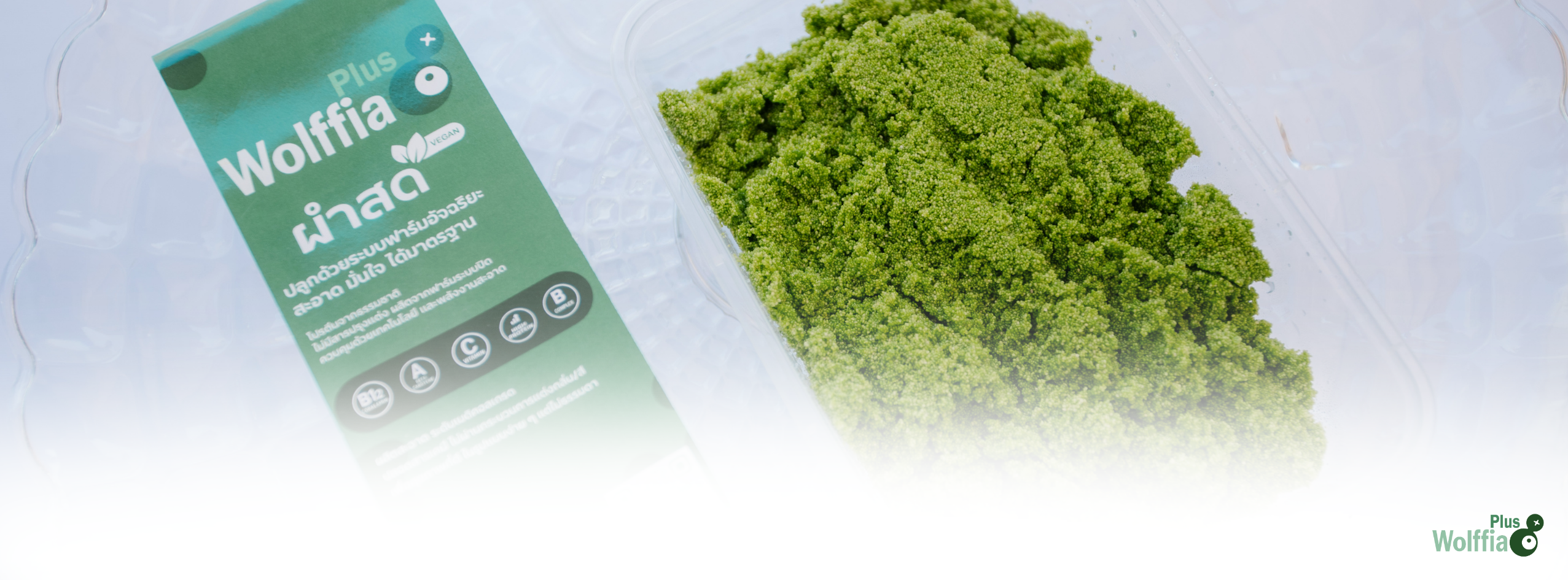 ผำ wolffiaplus