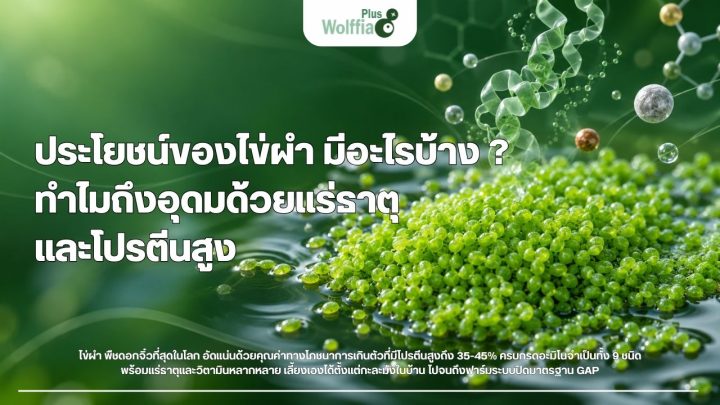 ประโยชน์ของไข่ผำ มีอะไรบ้าง ? ทำไมถึงอุดมด้วยแร่ธาตุและโปรตีนสูง