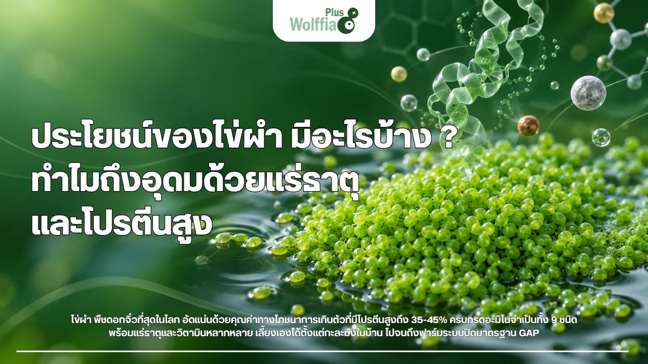 ประโยชน์ของไข่ผำ มีอะไรบ้าง ? ทำไมถึงอุดมด้วยแร่ธาตุและโปรตีนสูง