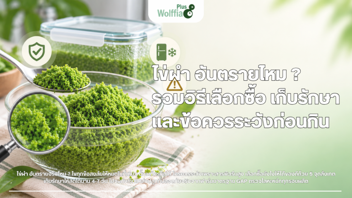ไข่ผำ อันตรายไหม ? รวมวิธีเลือกซื้อ เก็บรักษา และข้อควรระวังก่อนกิน