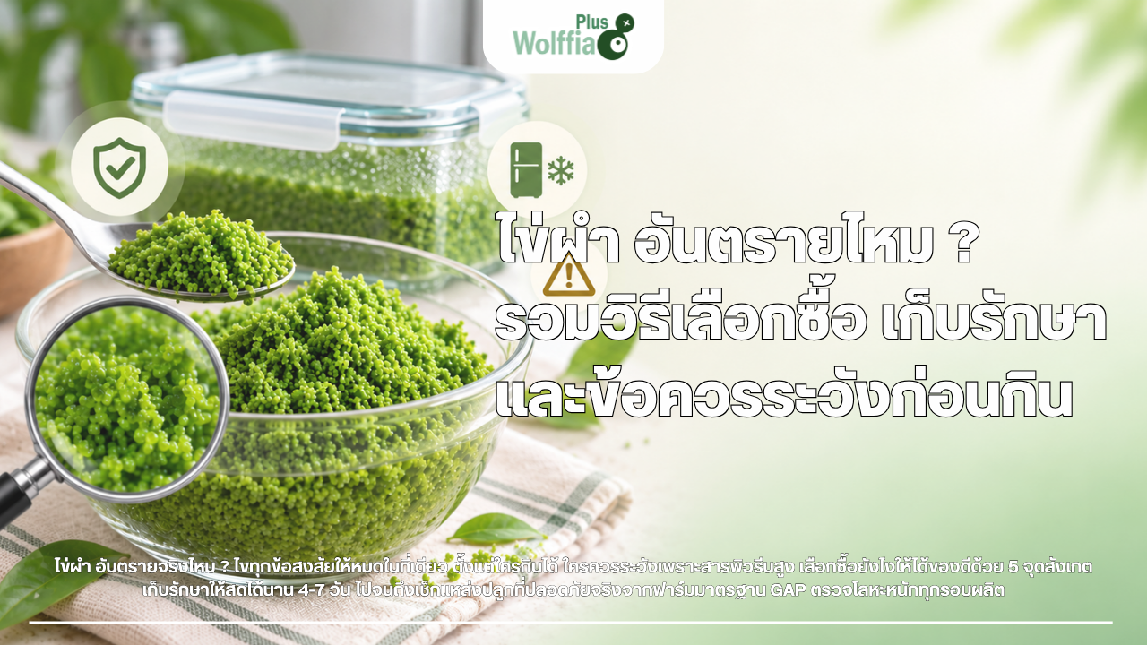ไข่ผำ อันตรายไหม ? รวมวิธีเลือกซื้อ เก็บรักษา และข้อควรระวังก่อนกิน