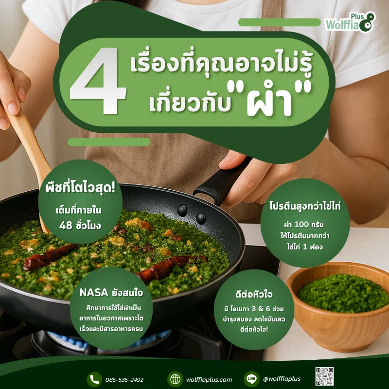 4 เรื่องเกี่ยวกับผำ ที่คุณอาจไม่รู้