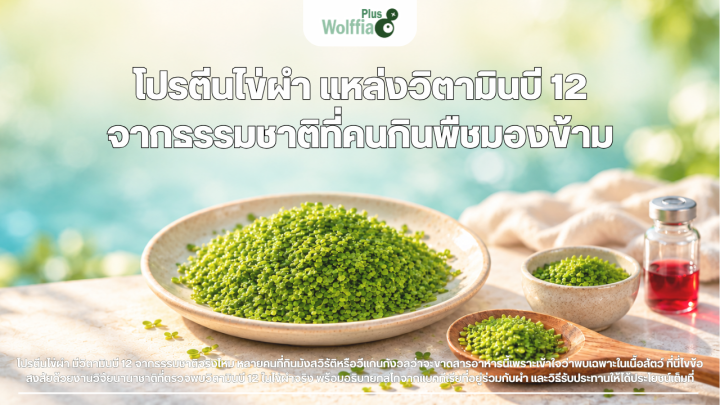 โปรตีนไข่ผำ แหล่งวิตามินบี 12 จากธรรมชาติที่คนกินพืชมองข้าม