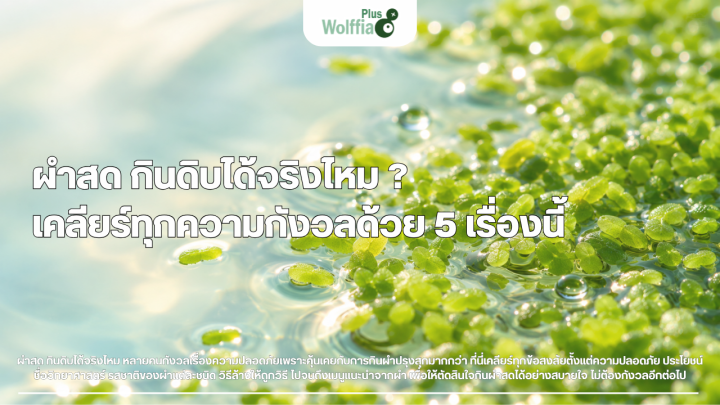 ผำสด กินดิบได้จริงไหม ? เคลียร์ทุกความกังวลด้วย 5 เรื่องนี้