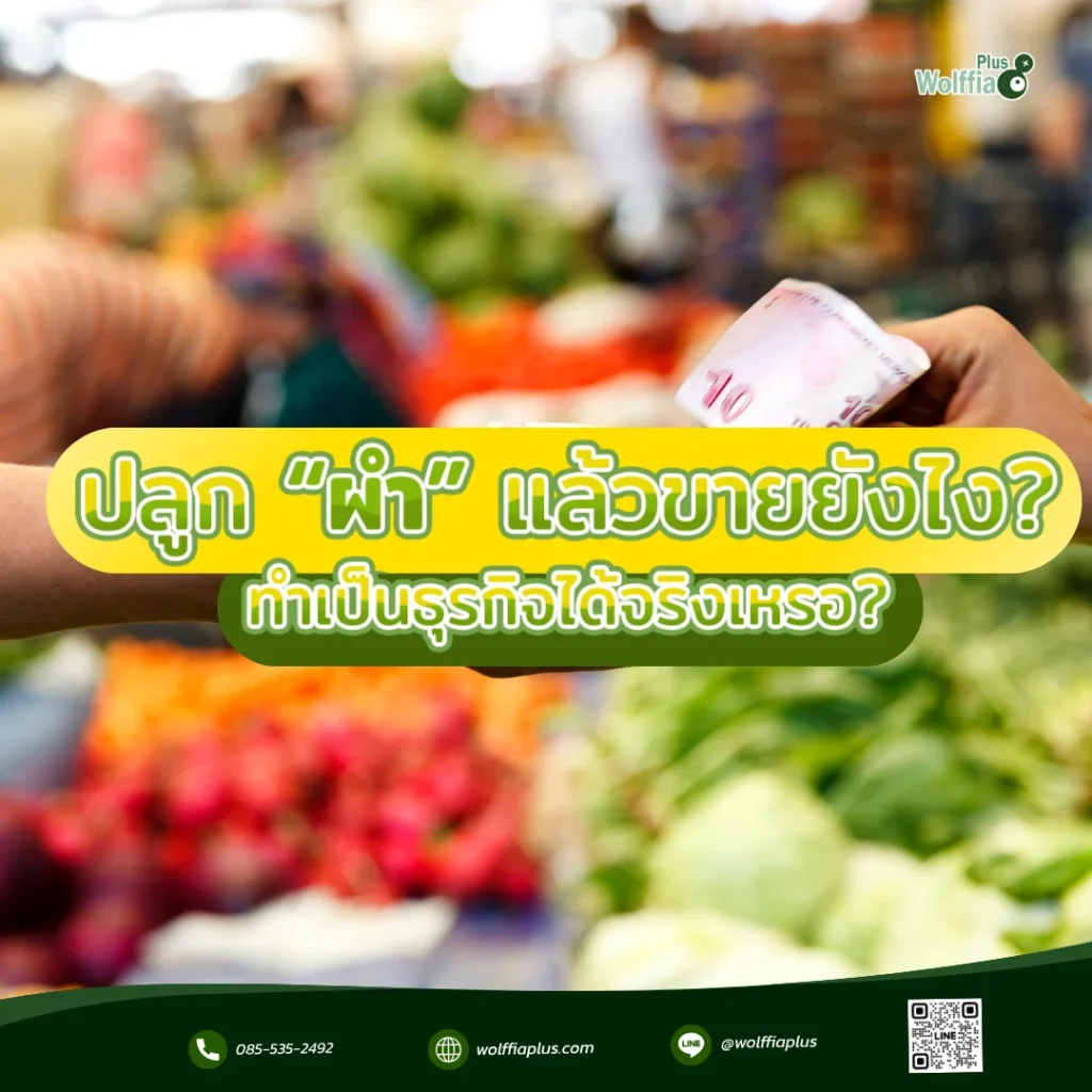 ปลูก “ผำ” แล้วขายยังไง