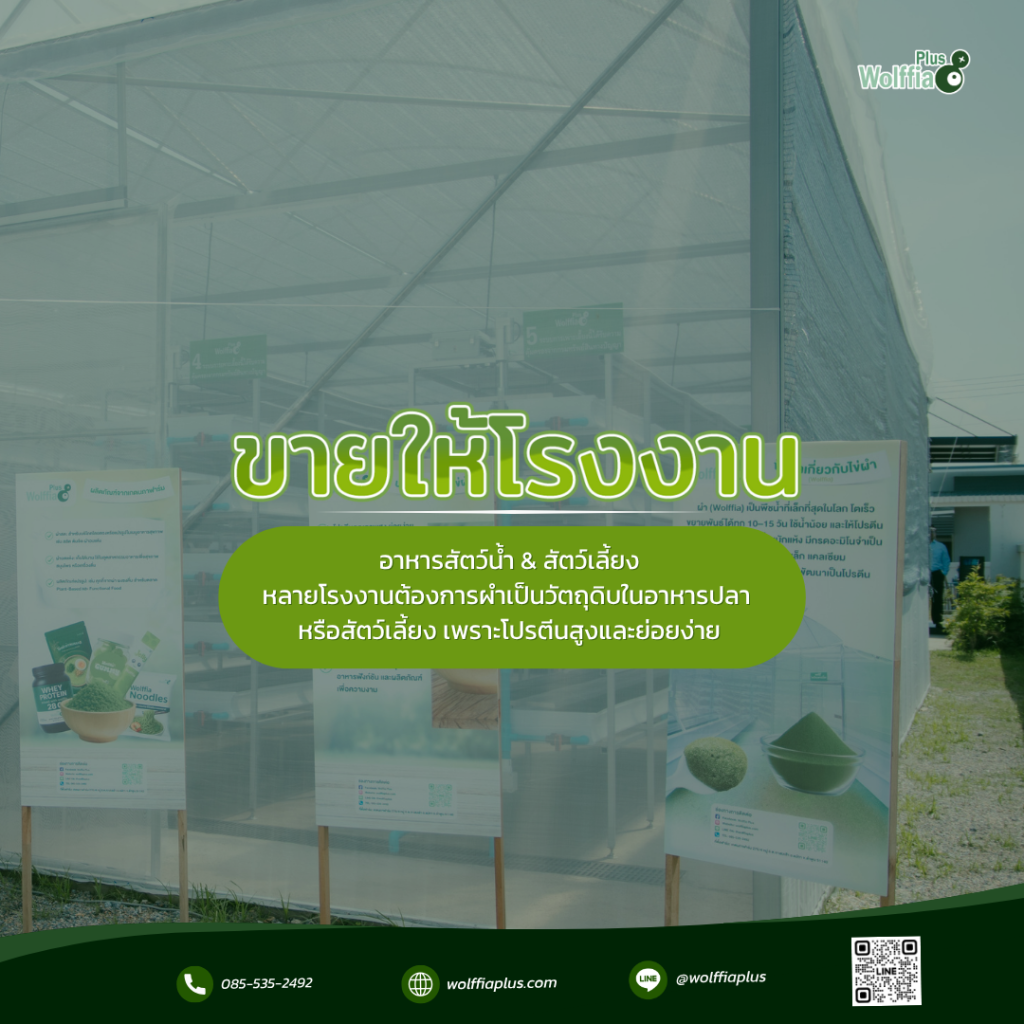 ขายผำให้โรงงาน