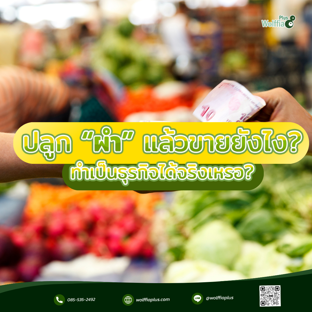 ปลูก “ผำ” แล้วขายยังไง