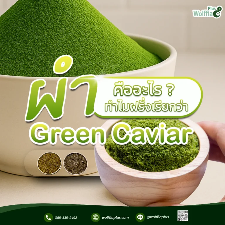 Green Caviar