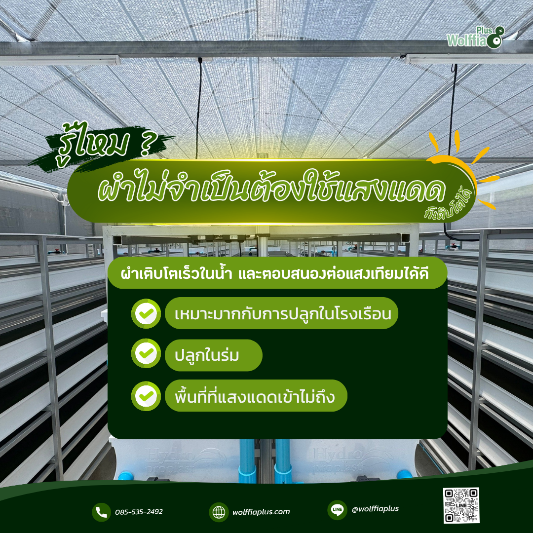 ผำไม่จำเป็นต้องใช้แสงแดด ผำไม่จำเป็นต้องใช้แสงแดด