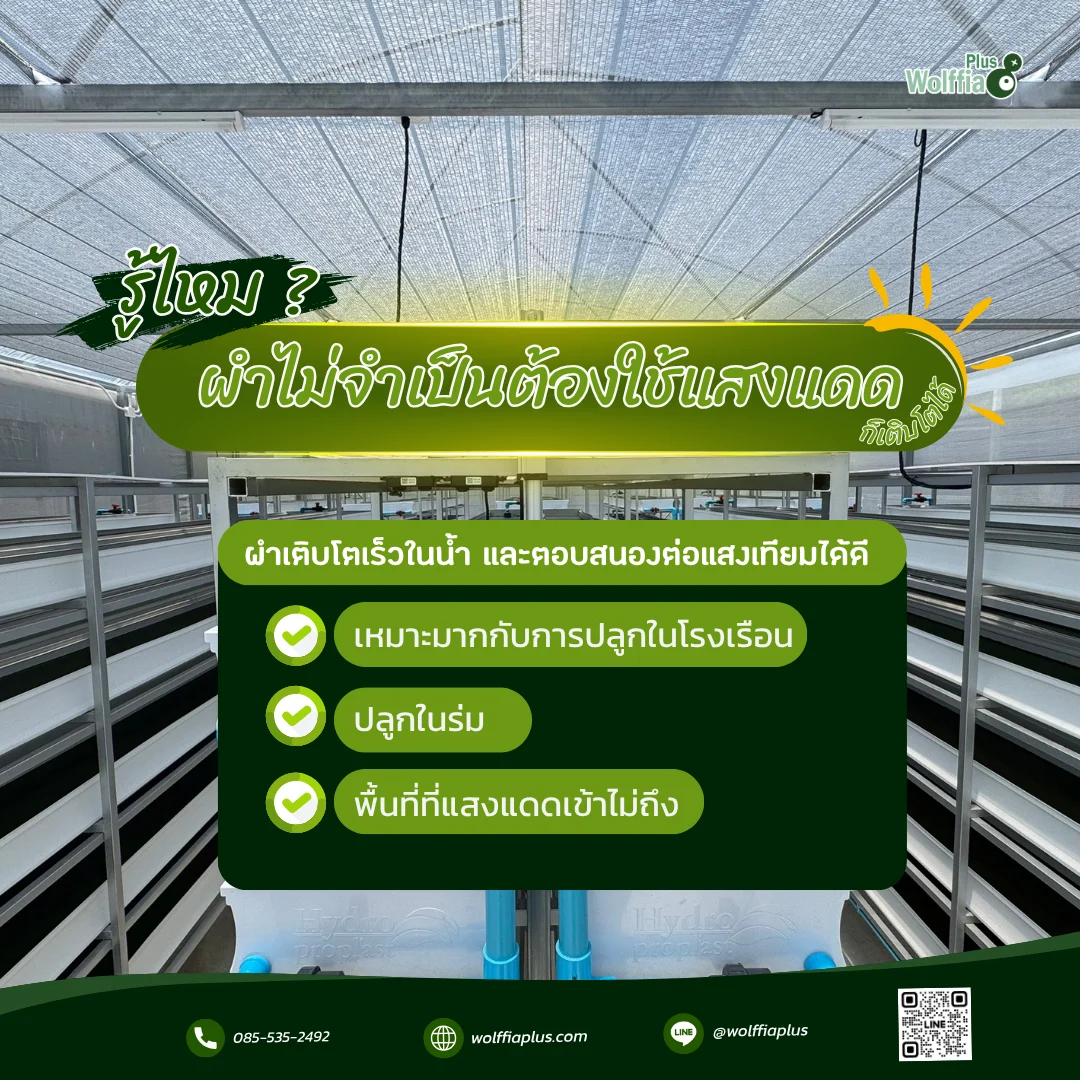 ผำไม่จำเป็นต้องใช้แสงแดด