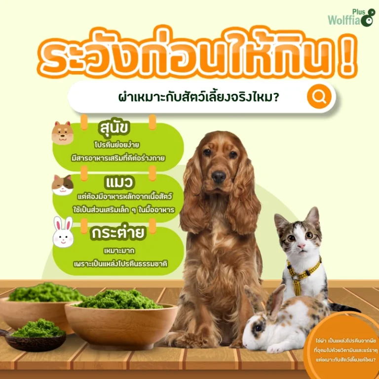 Wolffiaกับสัตว์เลี้ยง กินได้หรือควรเลี่ยง ?