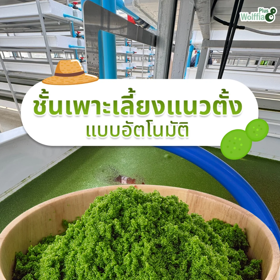 ชั้นเพาะเลี้ยงผำ