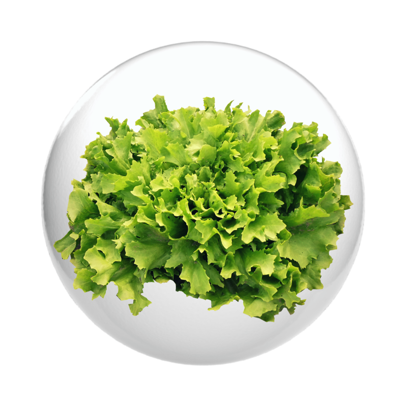 ผักสลัด