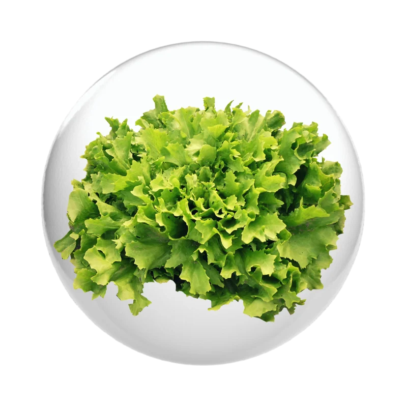 ผักสลัด