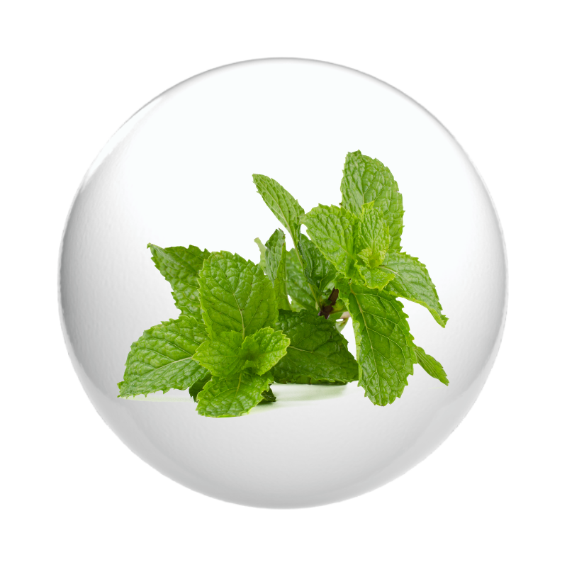 โหระพา สาระแหน่