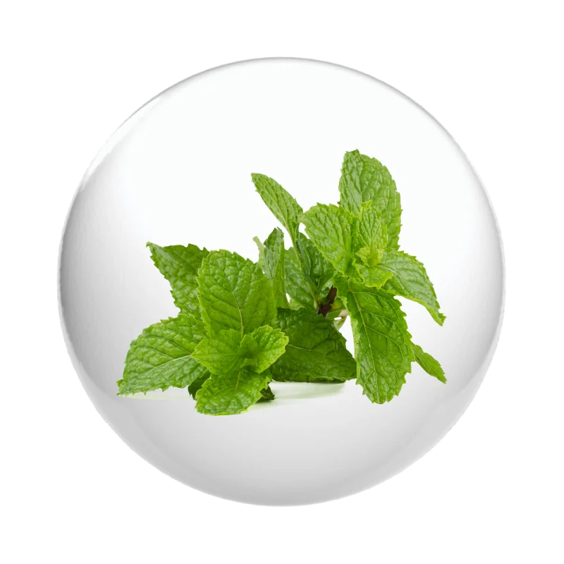 โหระพา สาระแหน่