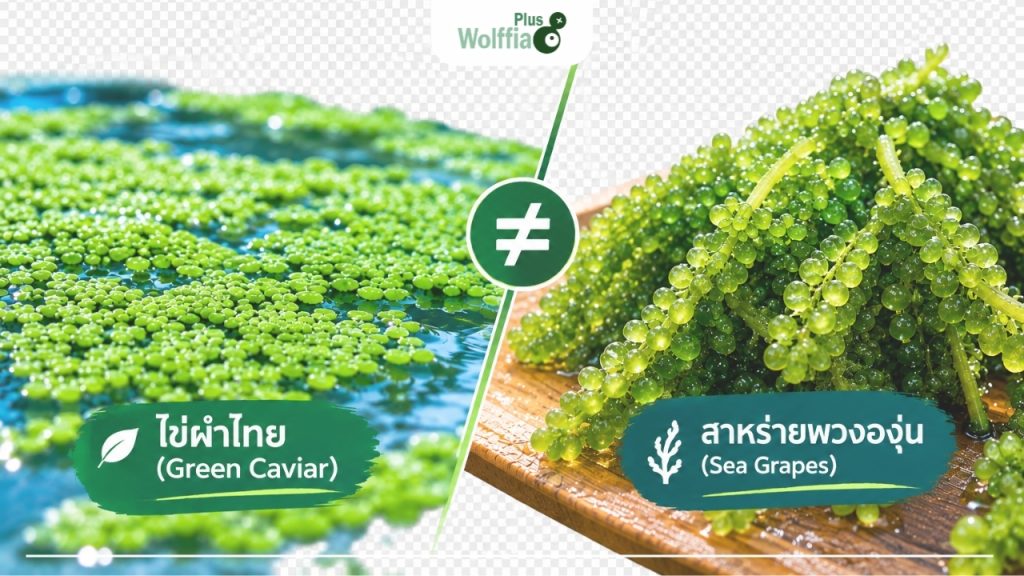 สรุปภาพ Green Caviar คือไข่ผำไทย ไม่ใช่สาหร่ายพวงองุ่น