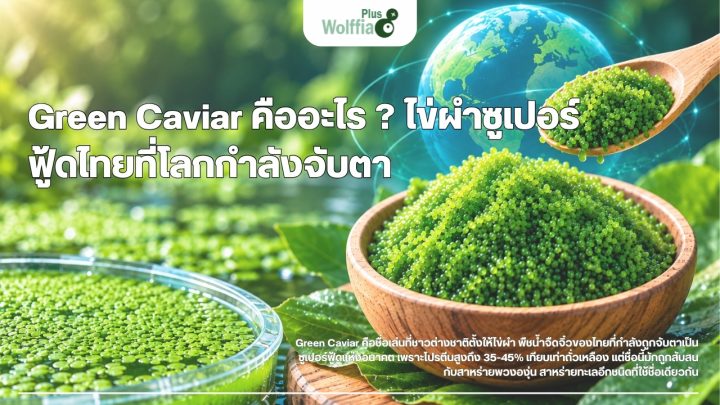 Green Caviar คืออะไร ? ไข่ผำซูเปอร์ฟู้ดไทยที่โลกกำลังจับตา
