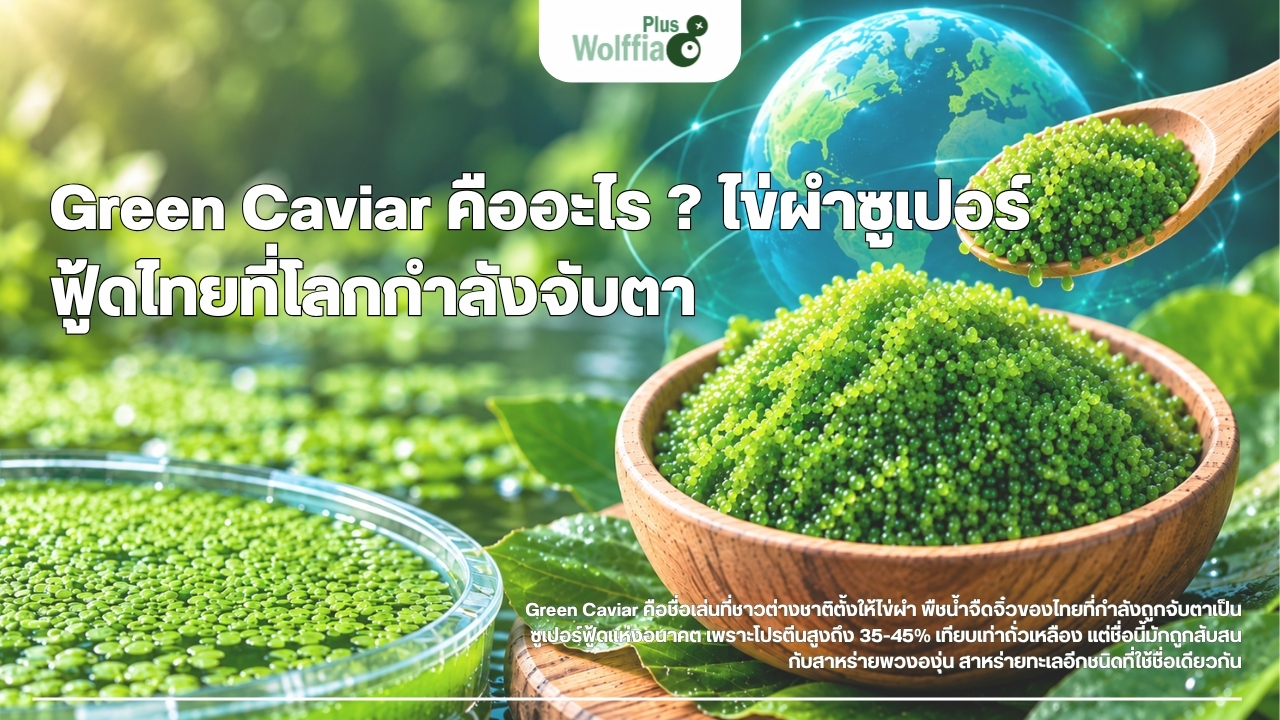 Green Caviar คืออะไร ? ไข่ผำซูเปอร์ฟู้ดไทยที่โลกกำลังจับตา