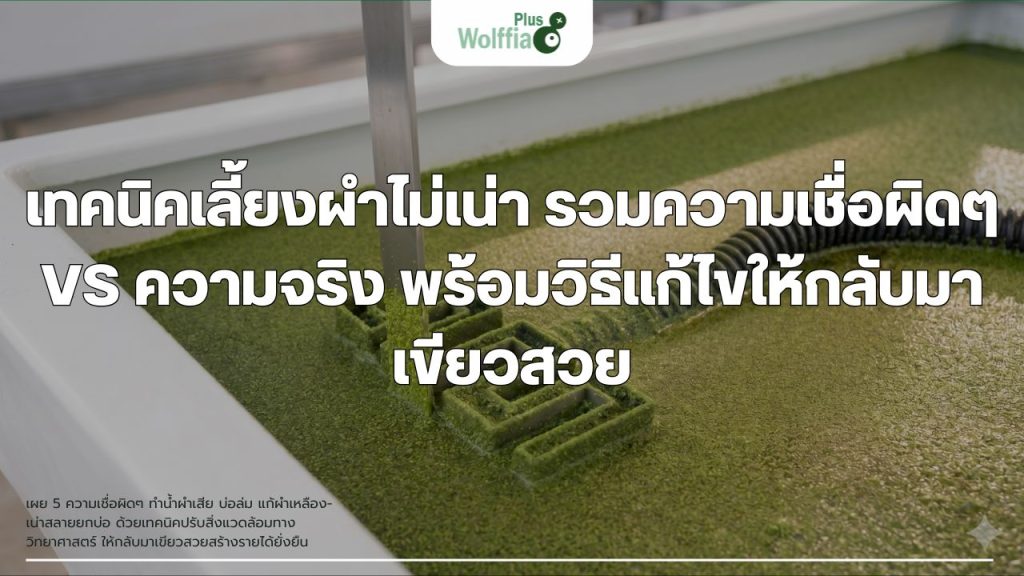 เทคนิคเลี้ยงผำไม่เน่า : รวมความเชื่อผิดๆ VS ความจริง พร้อมวิธีแก้ไขให้กลับมาเขียวสวย