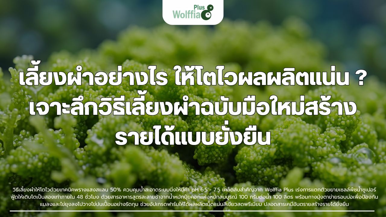 เลี้ยงผำอย่างไร ให้โตไวผลผลิตแน่น ? เจาะลึกวิธีเลี้ยงผำฉบับมือใหม่สร้างรายได้แบบยั่งยืน