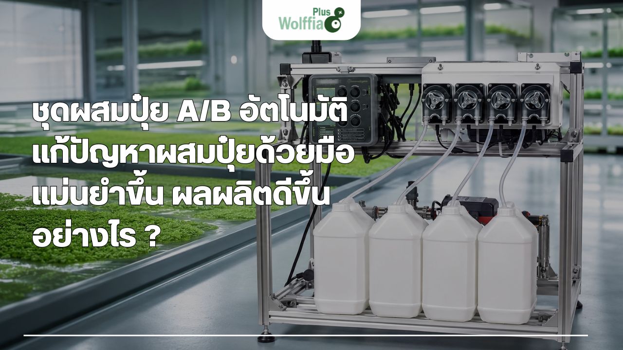 ชุดผสมปุ๋ย A/B อัตโนมัติ แก้ปัญหาผสมปุ๋ยด้วยมือ แม่นยำขึ้น ผลผลิตดีขึ้นอย่างไร ?