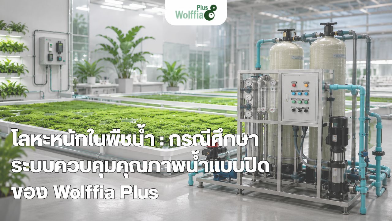 โลหะหนักในพืชน้ำ : กรณีศึกษาระบบควบคุมคุณภาพน้ำแบบปิดของ Wolffia Plus