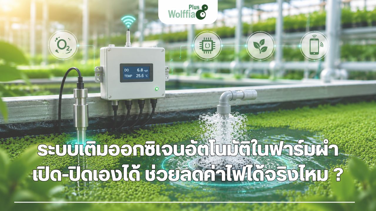 ระบบเติมออกซิเจนอัตโนมัติในฟาร์มผำ เปิด-ปิดเองได้ ช่วยลดค่าไฟได้จริงไหม ?
