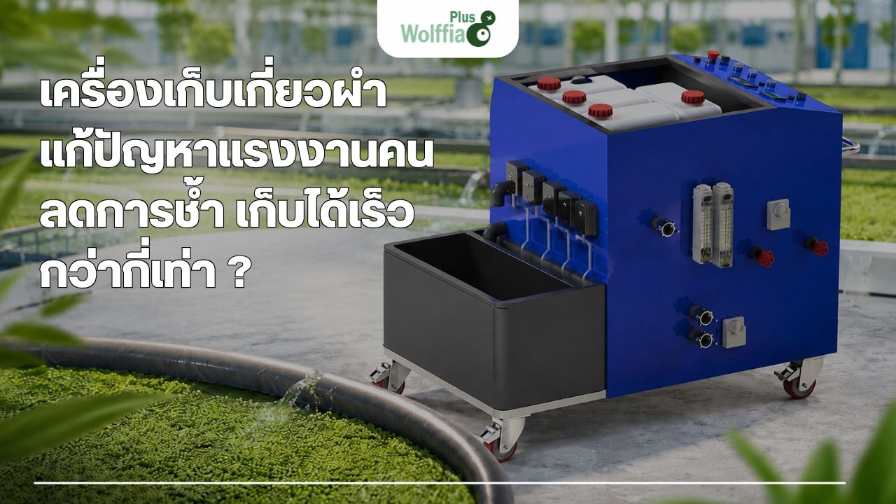 เครื่องเก็บเกี่ยวผำ แก้ปัญหาแรงงานคน ลดการช้ำ เก็บได้เร็วกว่ากี่เท่า ?